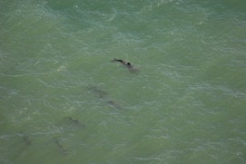 Missing Picture